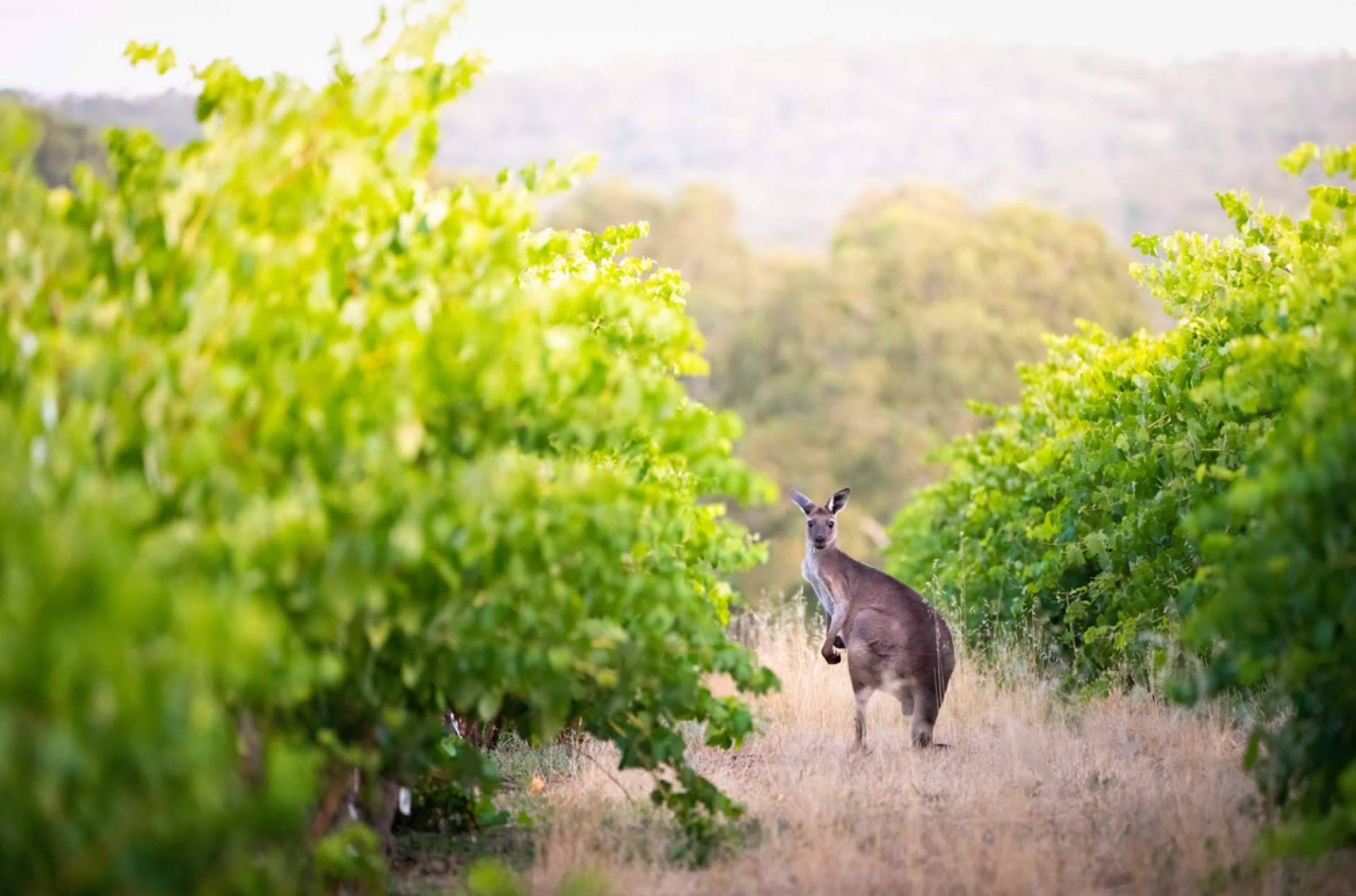 Malbec Gramado vai mostrar as melhores marcas de vinhos australianos