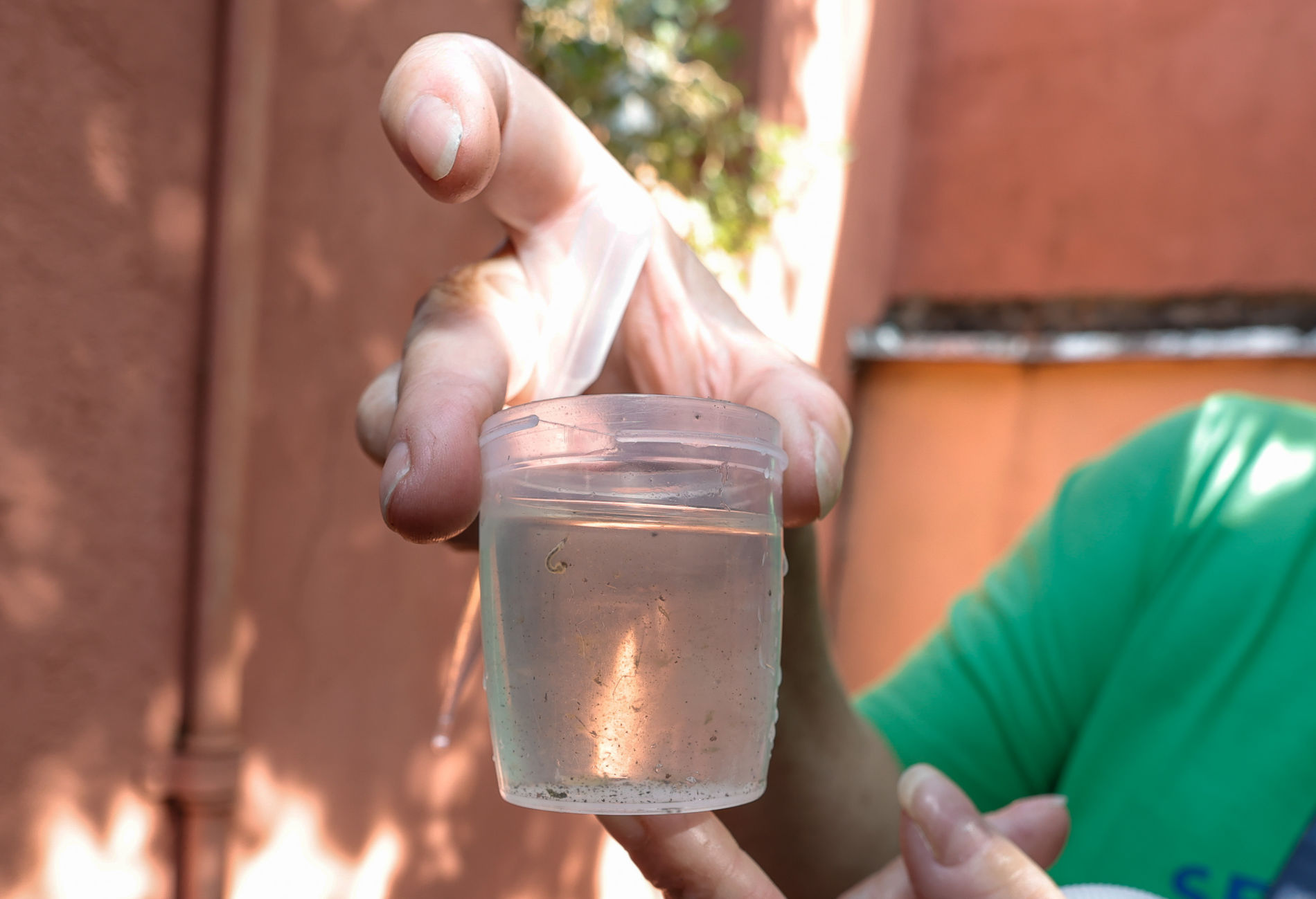 Análise aponta que 90% dos focos encontrados são Aedes aegypti