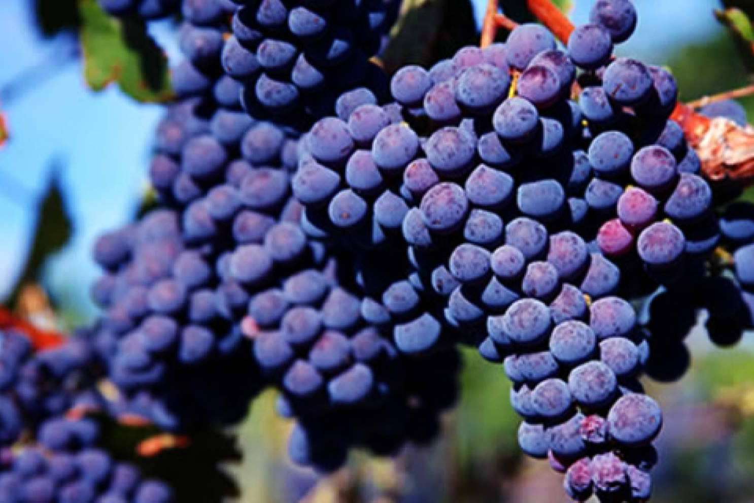 O vinho Merlot e suas características, por Malbec Gramado